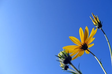 Good Flower Wallpapers