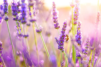 Nice Flower Wallpapers Free Download & Pretty Wallpapers