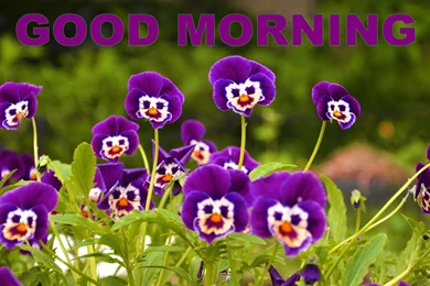 Good Morning Pansy Flower HD Wallpapers