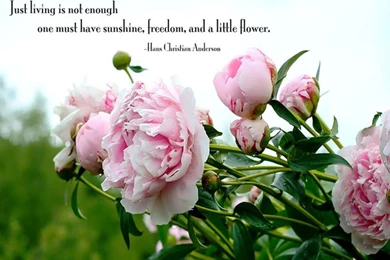 Good Images Of Flowers Hd