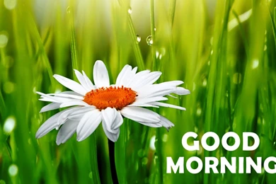 Good Morning Daisy Flower HD Wallpapers