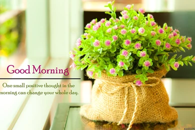 Flower In Morning Sun Hd Wallpapers Flowers Wallpapers