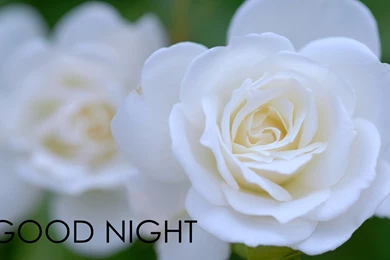White Flower Good Night HD Wallpapers