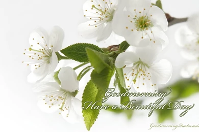 15+ Beautiful Good Morning Love Images With Flowers