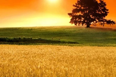 Sunset iPhone 6 Wallpapers HD