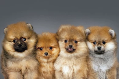 Download Cute Puppies Hd Wallpapers For Mobile Dogs 232 05 22 2014 ...