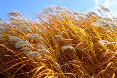 Desktop Wallpapers · Gallery · Nature · Giant Cane