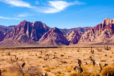 Thematic Desert Backgrounds