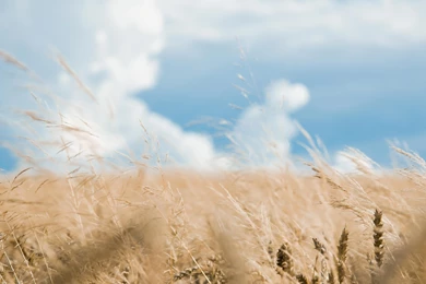 Desktop Wallpapers · Gallery · Nature · Rye Field