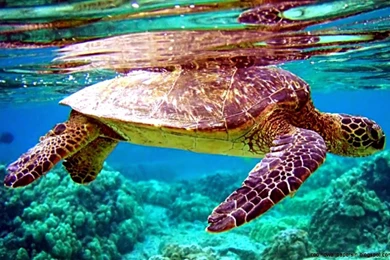 Cool Live Wallpapers For Iphone