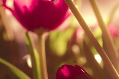 Beautiful Tulips Soft Light iPhone 6 Wallpapers / IPod Wallpapers HD ...