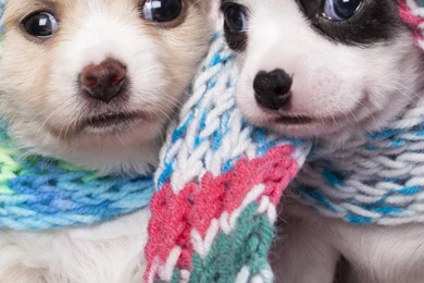 Scarf Puppy Dog Couple Iphone 6 Wallpapers Download Iphone ...