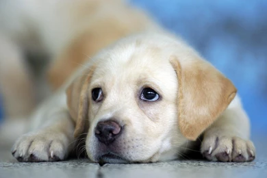 Puppy Photos Cute Wallpapers