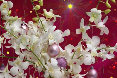 25+ Free Christmas Wallpapers