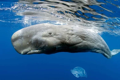 Sperm Whale Just Beneath The Surface