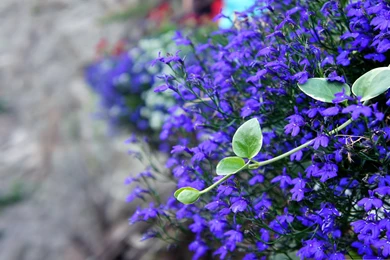 Index Of /wp content/uploads/2015/10/