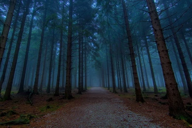 Wallpapers: Twilight Forest