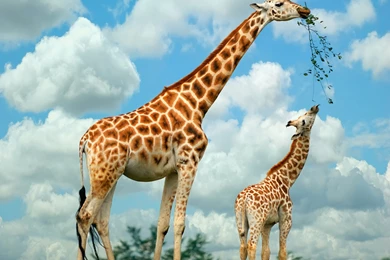 Giraffe High Definition Wallpapers Free Download Marvelous Hd ...