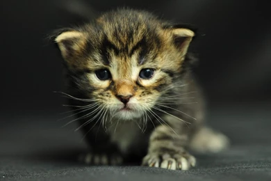 Little HD Wallpapers, Cat Backgrounds