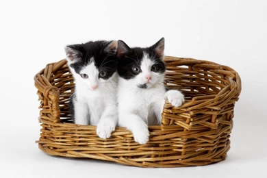 The Wallpaper Backgrounds.....: Kitty Cat Wallpapers