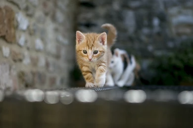 Cute Hello Kitty 24686