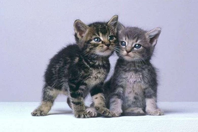 Friendship Cute Wallpapers   Download Free Friendship Cute ...