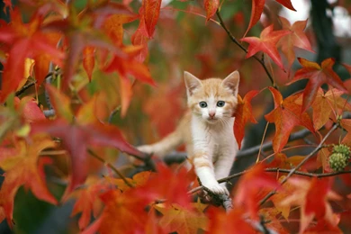 Cute Doll Cute Wallpapers Of Dolls