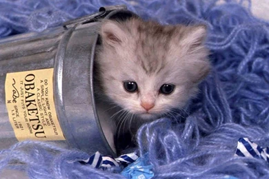 The Wallpaper Backgrounds.....: Kitty Cat Wallpapers