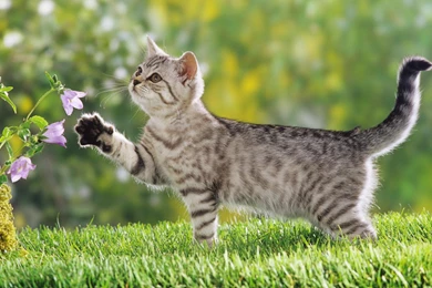 Cute Wallpapers STAY006