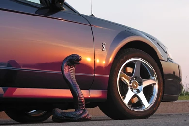 Mustang Cobra Wallpapers Wallpapers Of My Cobra Color Svt Mustang ...