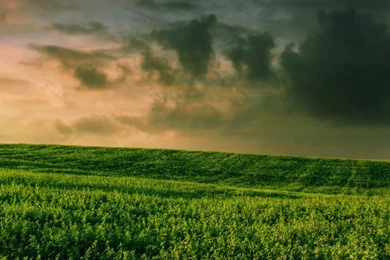Beautiful Green Grass Field HD Desktop Wallpapers : High Definition ...