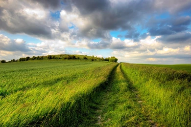 Green Grass Field   Wallpaper.