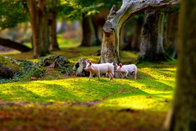 Pigs In Grass Field Wallpapers   2560x1600   1694456
