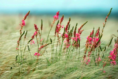Pink Wild Flowers In The Grass Field Wallpapers By VDelta ...