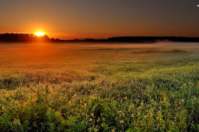 Tall Grass Field   Wallpaper.