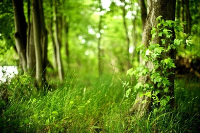Depth Of Field Forest Grass Widescreen Wallpapers