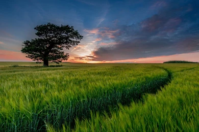 A Tree In Grass Field Landscape Wallpapers HD Free Download