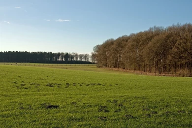 1920x1200 Sky Trees & Grass Field Desktop PC And Mac Wallpapers