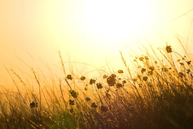 Grass Field, Flowers, Sun, 1920x1080 HD Wallpapers And FREE Stock Photo