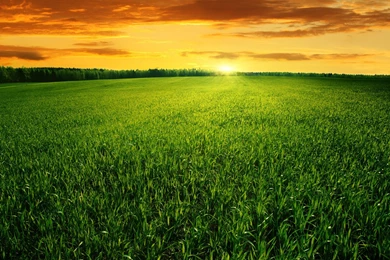 Grass Field Sunset   Wallpaper.