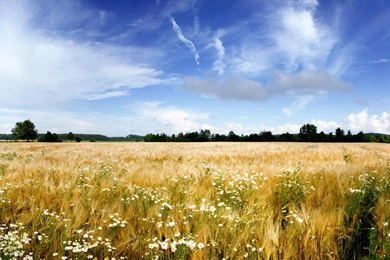 Grass Field Nature Wallpapers For Desktop