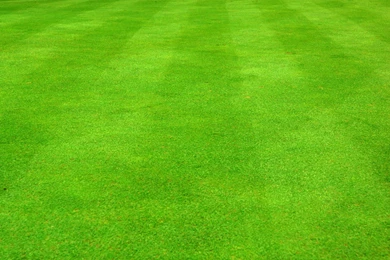 Grass Football Field Wallpapers