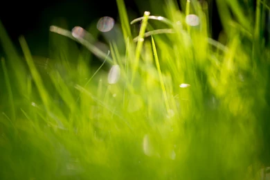 12 Beautiful Green Grass Field HD Wallpapers