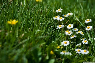 Download Field Of Grass And Flowers Wallpapers 1920x1080 ...