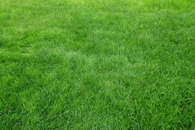 Download Wallpapers 3840x2160 Grain, Grass, Field, Green 4K Ultra ...