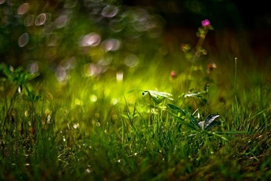 Nature Trees Grass Fields Fog 3008x2000 Wallpapers – Nature Fields ...