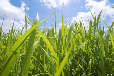 Fresh Green Grass Field Nature Wallpapers