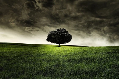 Lonely Tree Wallpapers In Green Grass Field HD Wallpapers