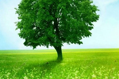 Z Wallpapers Iphone 6 Green Tree 4 7 Inches 13   750 X 1334 ...