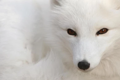 52 Arctic Fox HD Wallpapers